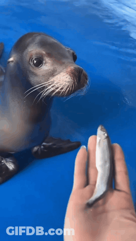 A Person Holds A Small Fish In Front Of A Seal In The Water GIF