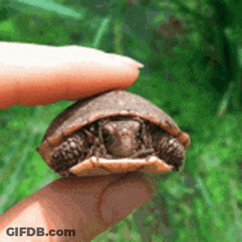 A Person Holds A Small Turtle In Their Hand GIF