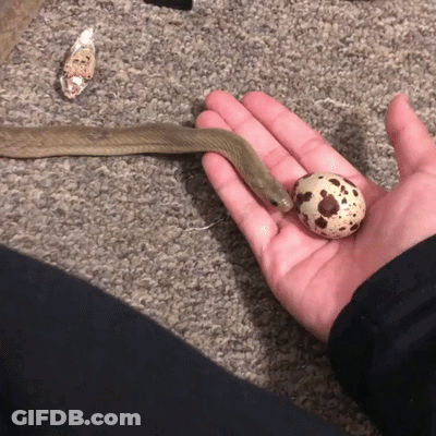 A Person Holds A Snake And An Egg In Their Hand GIF