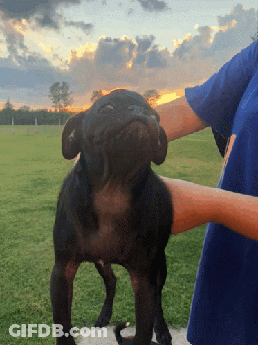 A Person In A Blue Shirt Is Petting A Black Pug Dog GIF