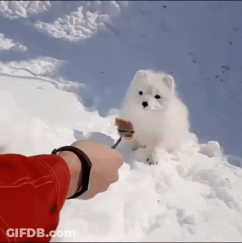 A Person In A Red Jacket Is Feeding A White Dog In The Snow GIF