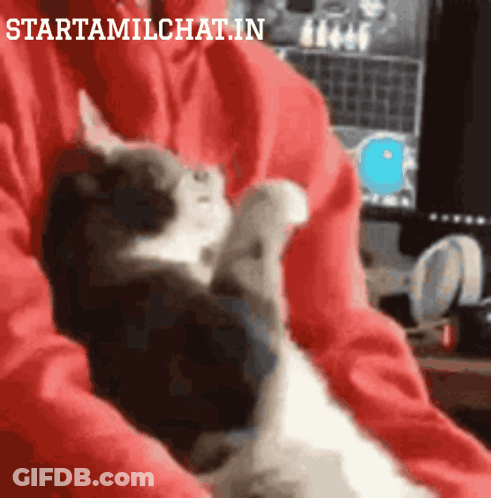 A Person In A Red Sweatshirt Is Holding A Black And White Cat With The Words Starttamilchat.in Above It GIF