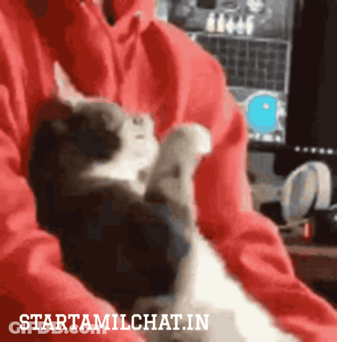 A Person In A Red Sweatshirt Is Holding A Cat With The Website Starttamilchat.in Written Below It GIF