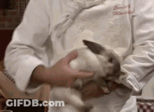 A Person In A White Coat Is Petting A Small White Rabbit GIF