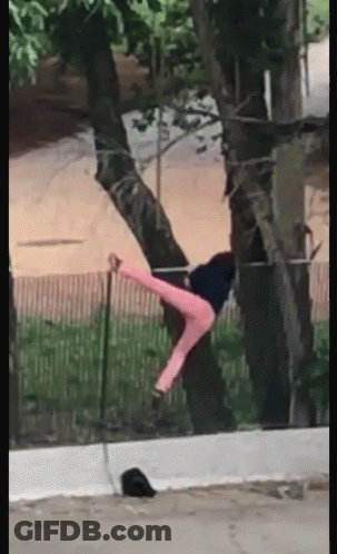 A Person In Pink Pants Is Hanging From A Tree Branch . GIF