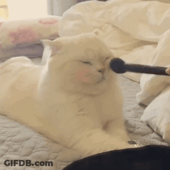A Person Is Applying Makeup To A White Cat 'S Face With A Brush GIF