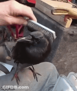 A Person Is Brushing A Black Bird With A Brush GIF