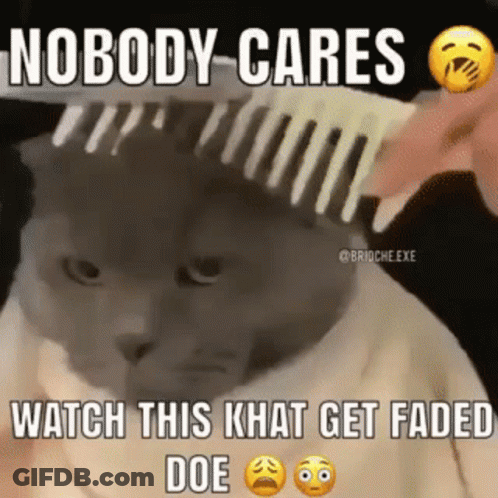 A Person Is Brushing A Cat 'S Hair With A Comb And The Cat Is Looking At The Camera . GIF