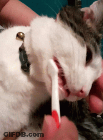 A Person Is Brushing A Cat 'S Teeth With A Red Brush GIF