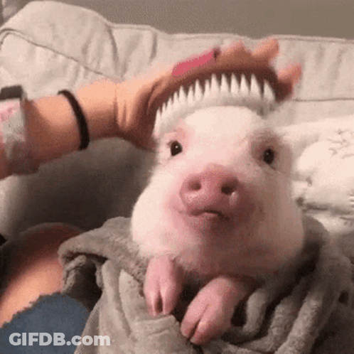 A Person Is Brushing A Pig 'S Hair With A Pink Brush . GIF