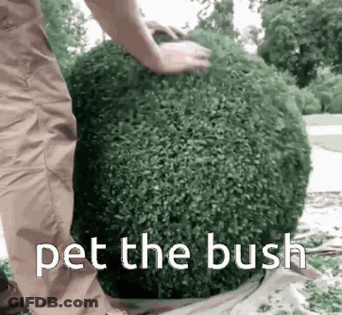 A Person Is Cutting A Bush With The Words " Pet The Bush " Below Them GIF