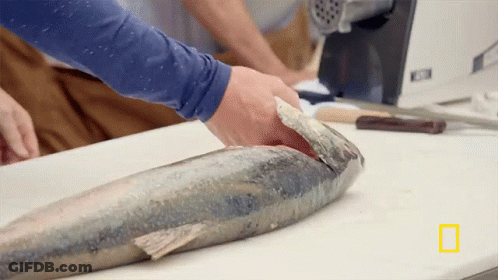 A Person Is Cutting A Large Fish On A Cutting Board With A National Geographic Logo In The Background GIF
