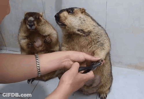 A Person Is Cutting A Squirrel 'S Claws With Scissors GIF