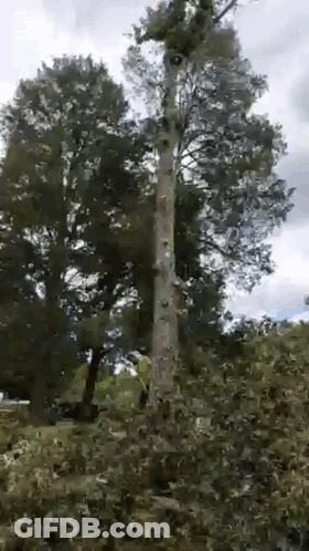 A Person Is Cutting Down A Tree With A Chainsaw . GIF