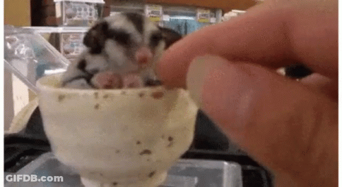 A Person Is Feeding A Baby Opossum In A Cup . GIF