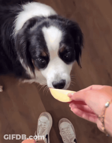 A Person Is Feeding A Black And White Dog A Piece Of Food GIF
