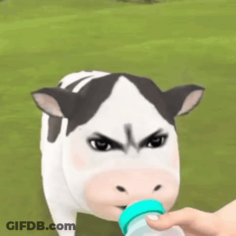 A Person Is Feeding A Cow A Bottle Of Milk While It Looks Angry . GIF