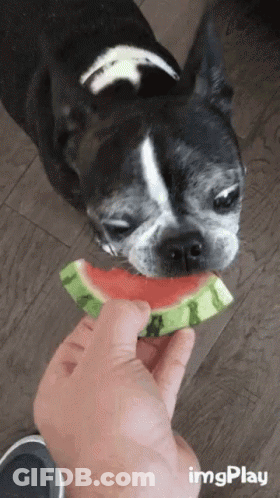 A Person Is Feeding A Dog A Slice Of Watermelon With Imgplay Written In The Corner GIF
