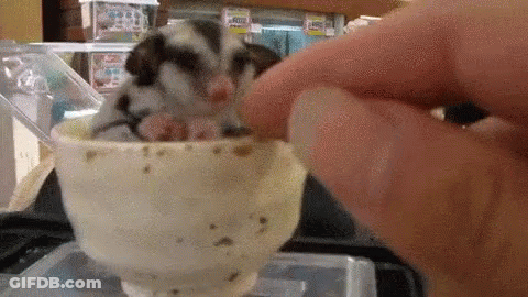 A Person Is Feeding A Hamster In A Cup With A Spoon . GIF
