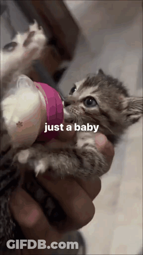 A Person Is Feeding A Kitten From A Pink Bottle With The Words Just A Baby Above It GIF