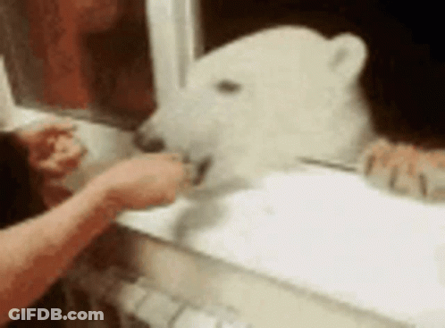 A Person Is Feeding A Polar Bear With A Spoon GIF