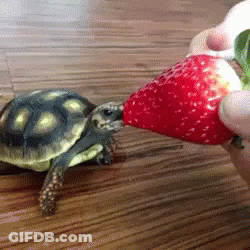 A Person Is Feeding A Turtle A Strawberry On The Floor GIF