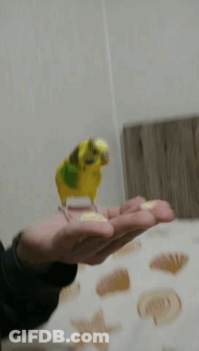 A Person Is Feeding A Yellow And Green Parakeet GIF