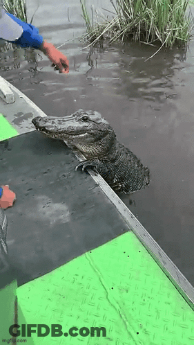 A Person Is Feeding An Alligator On A Boat In The Water . GIF