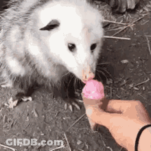 A Person Is Feeding An Opossum A Pink Ice Cream Cone . GIF