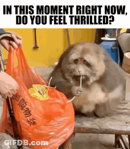 A Person Is Giving A Bag To A Fat Dog With A Straw In Its Mouth GIF