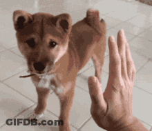 A Person Is Giving A High Five To A Small Brown Dog GIF