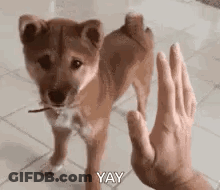A Person Is Giving A Puppy A High Five While Standing On A Tiled Floor . GIF