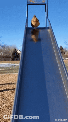 A Person Is Going Down A Slide At A Playground GIF