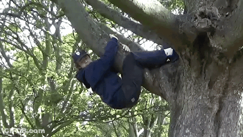 A Person Is Hanging From A Tree Branch With Their Legs Crossed GIF