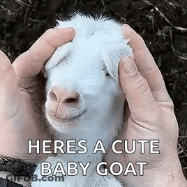 A Person Is Holding A Baby Goat In Their Hands And It Is Smiling . GIF