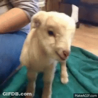 Person Holding Baby Goat That Looks Like Puppy GIF