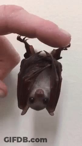 A Person Is Holding A Bat Hanging Upside Down In Their Hand . GIF