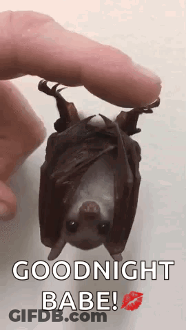 A Person Is Holding A Bat That Is Hanging Upside Down And Says Goodnight Babe . GIF