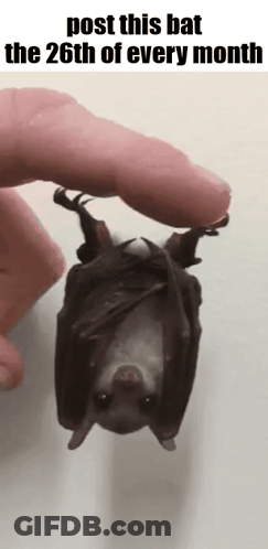 A Person Is Holding A Bat That Is Hanging Upside Down And Says Post This Bat The 26Th Of Every Month GIF