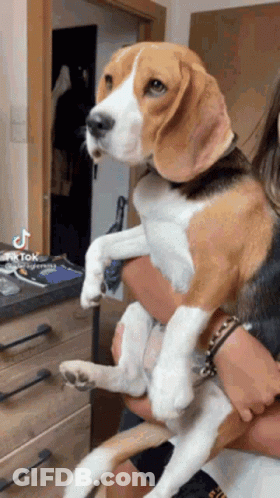A Person Is Holding A Beagle Dog In Their Arms And The Dog Is Looking At The Camera . GIF