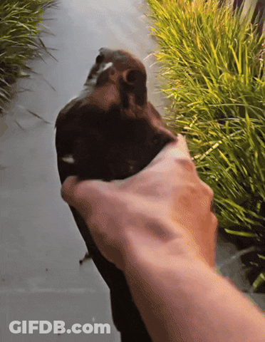 A Person Is Holding A Bird In Their Hand In Front Of Some Grass GIF