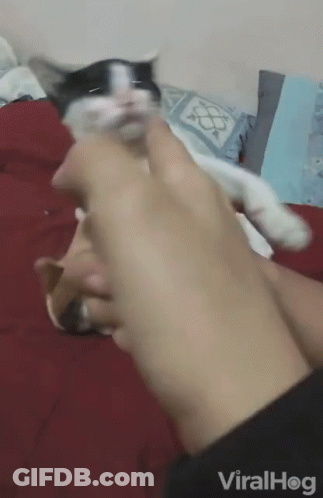 A Person Is Holding A Black And White Cat In Their Hand And The Cat Is Looking Up At The Camera GIF