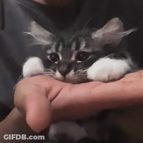 A Person Is Holding A Black And White Cat In Their Hands GIF