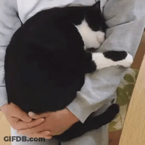 A Person Is Holding A Black And White Cat In Their Lap GIF