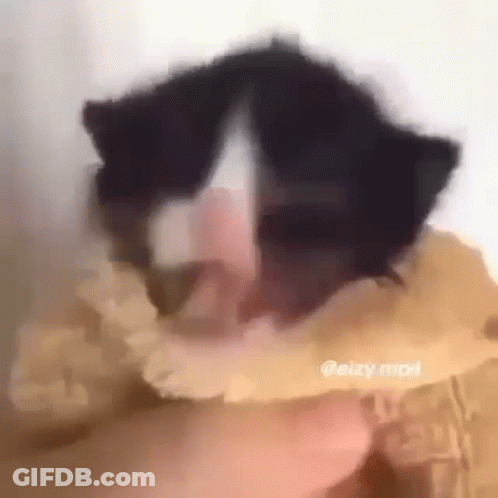 A Person Is Holding A Black And White Kitten In Their Hands . GIF