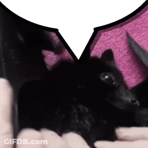 A Person Is Holding A Black Bat With A Speech Bubble Above It GIF