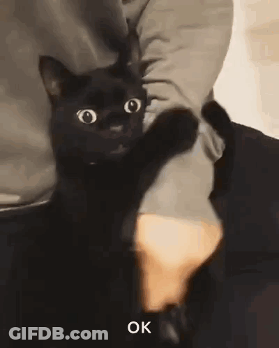 A Person Is Holding A Black Cat In Their Arms And It Says Ok On The Bottom GIF
