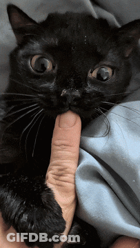 A Person Is Holding A Black Cat With Their Finger GIF