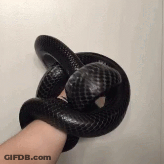A Person Is Holding A Black Snake On Their Arm . GIF