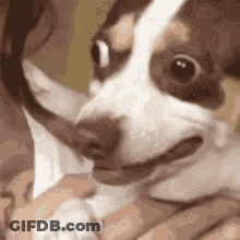 A Person Is Holding A Brown And White Dog With A Long Tail . GIF